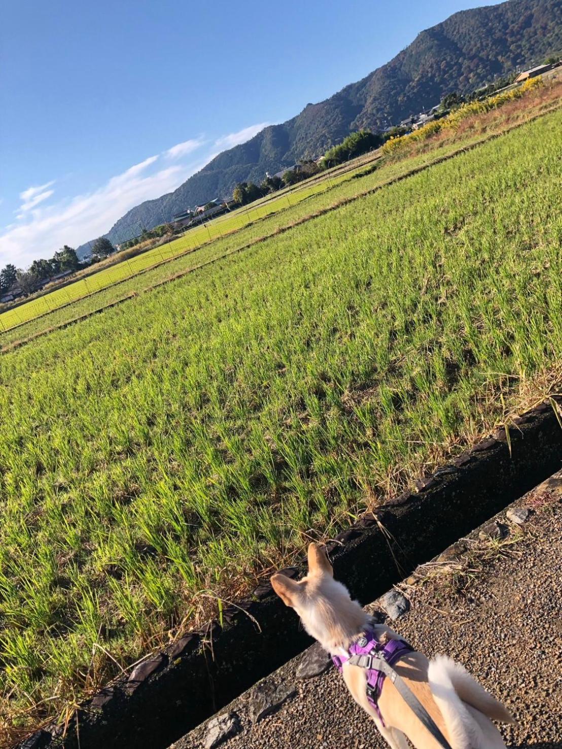 Hotel Tsubame-Ya Kyōto Esterno foto