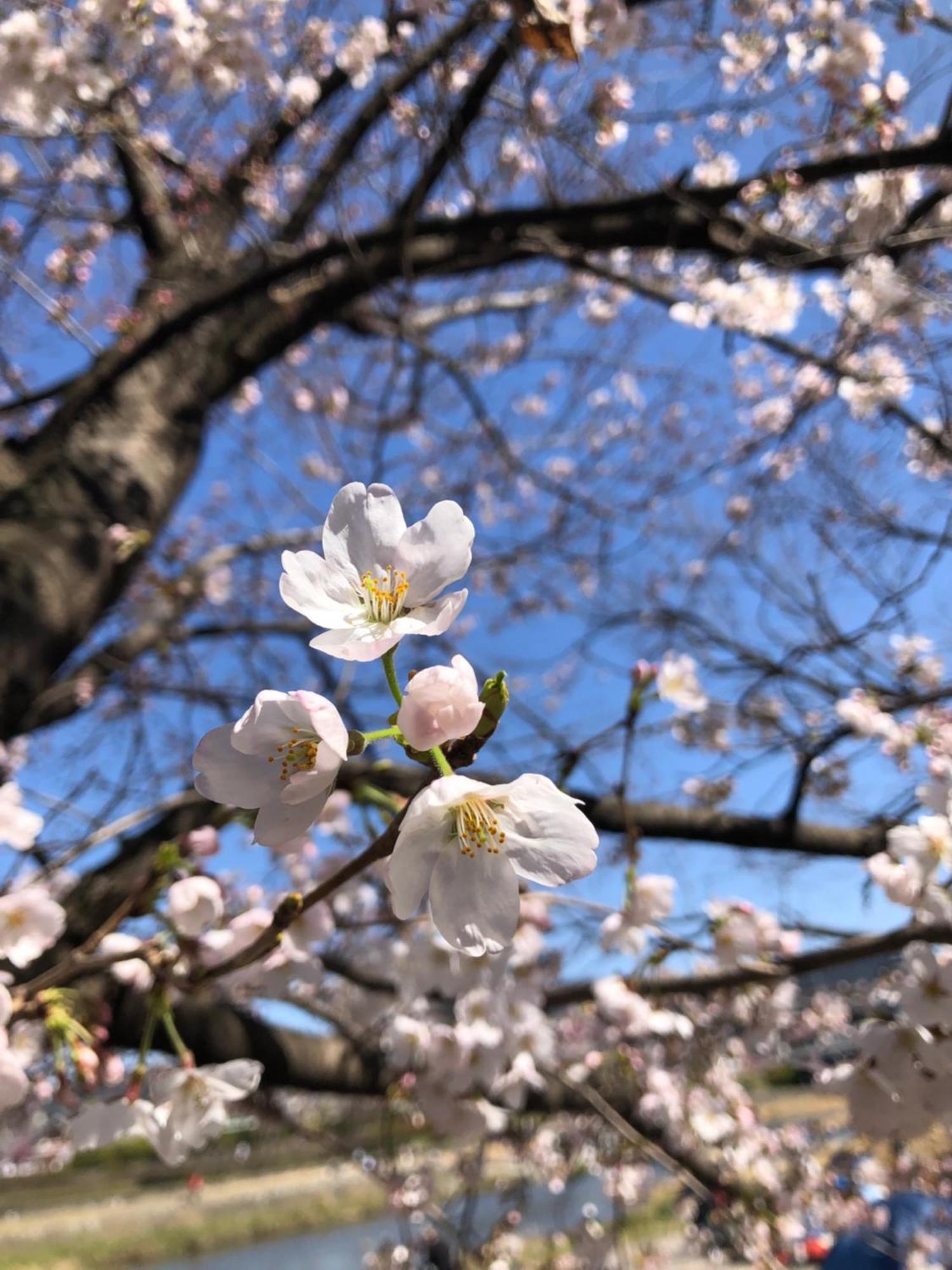 Hotel Tsubame-Ya Kyōto Esterno foto